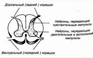 Поясничный остеохондроз с корешковым синдромом что это
