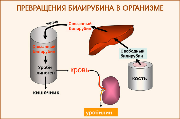 Движение билирубина в организме
